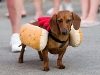 hot_dogs02