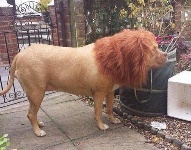 leo the mastiff lion dog 1