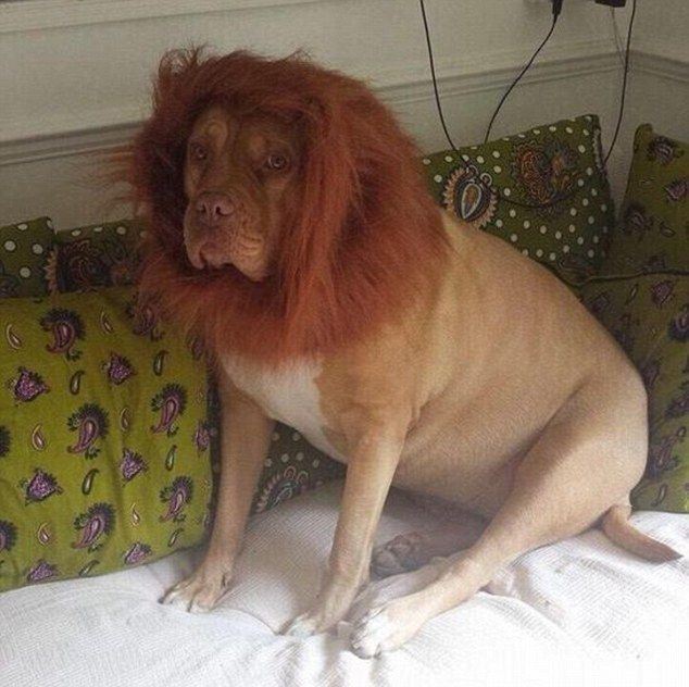 leo the mastiff lion dog 2