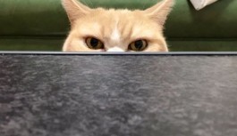 Angry Cat from Japan Angry Cat from Japan