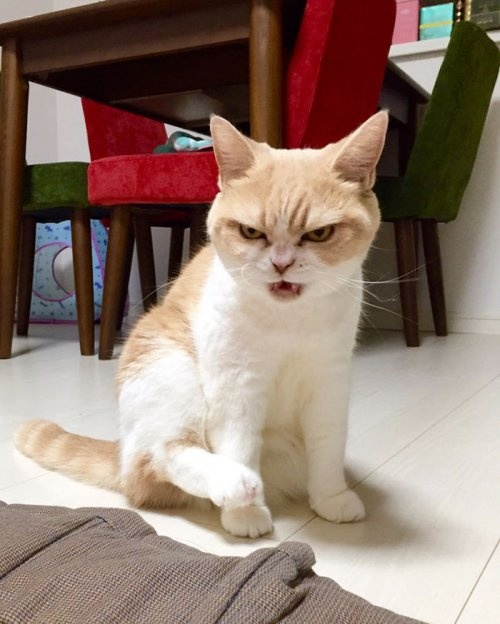 angry cat 5