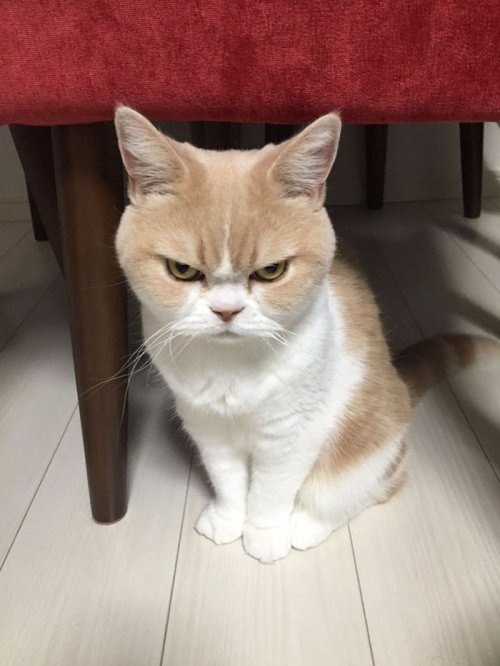 angry cat 9