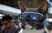 The most stylish cat in the world, and he wears sunglasses! The most stylish cat in the world, and he wears sunglasses!