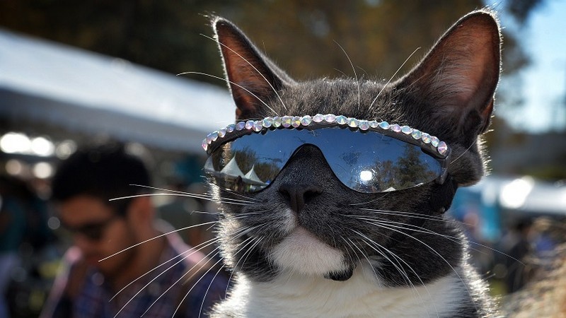 cat shades 10