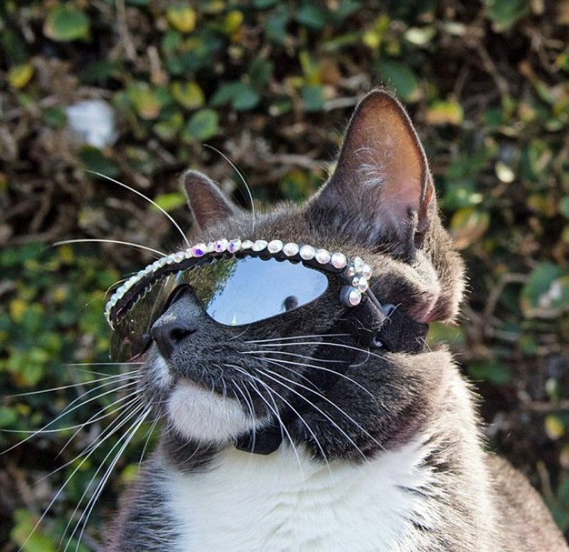 cat shades 11