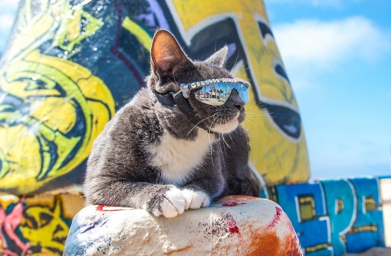 cat shades 7