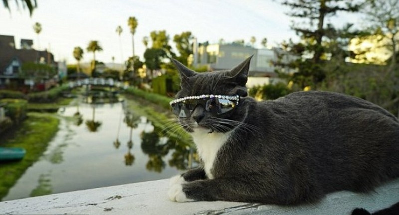 cat shades2