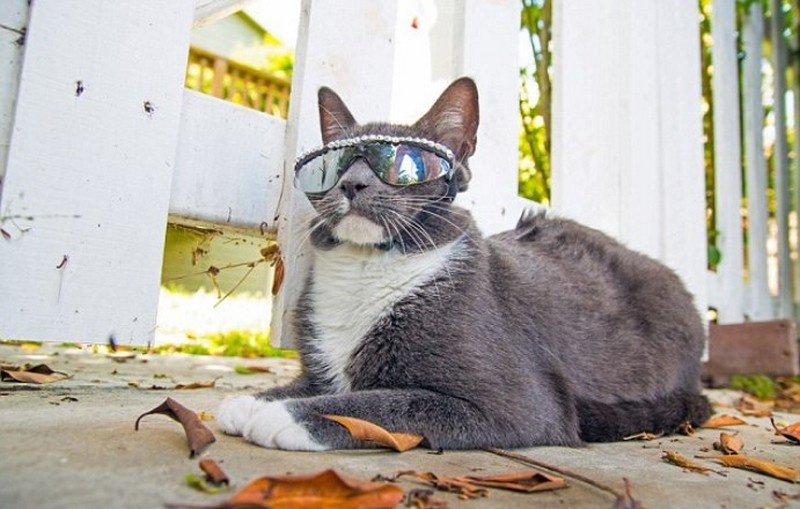 cat shades3