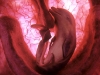 baby-dolphin