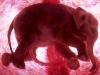 baby-elephant