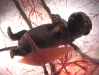 baby-puppy-3