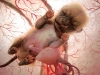 baby-puppy-4