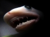 baby-shark